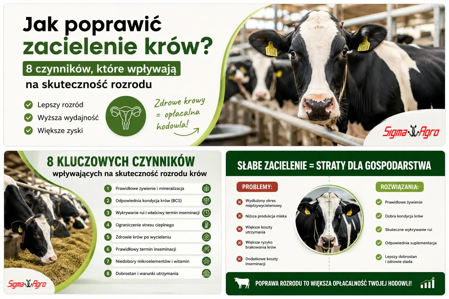 Jak poprawić zacielenie krów? 8 czynników, które wpływają na skuteczność rozrodu