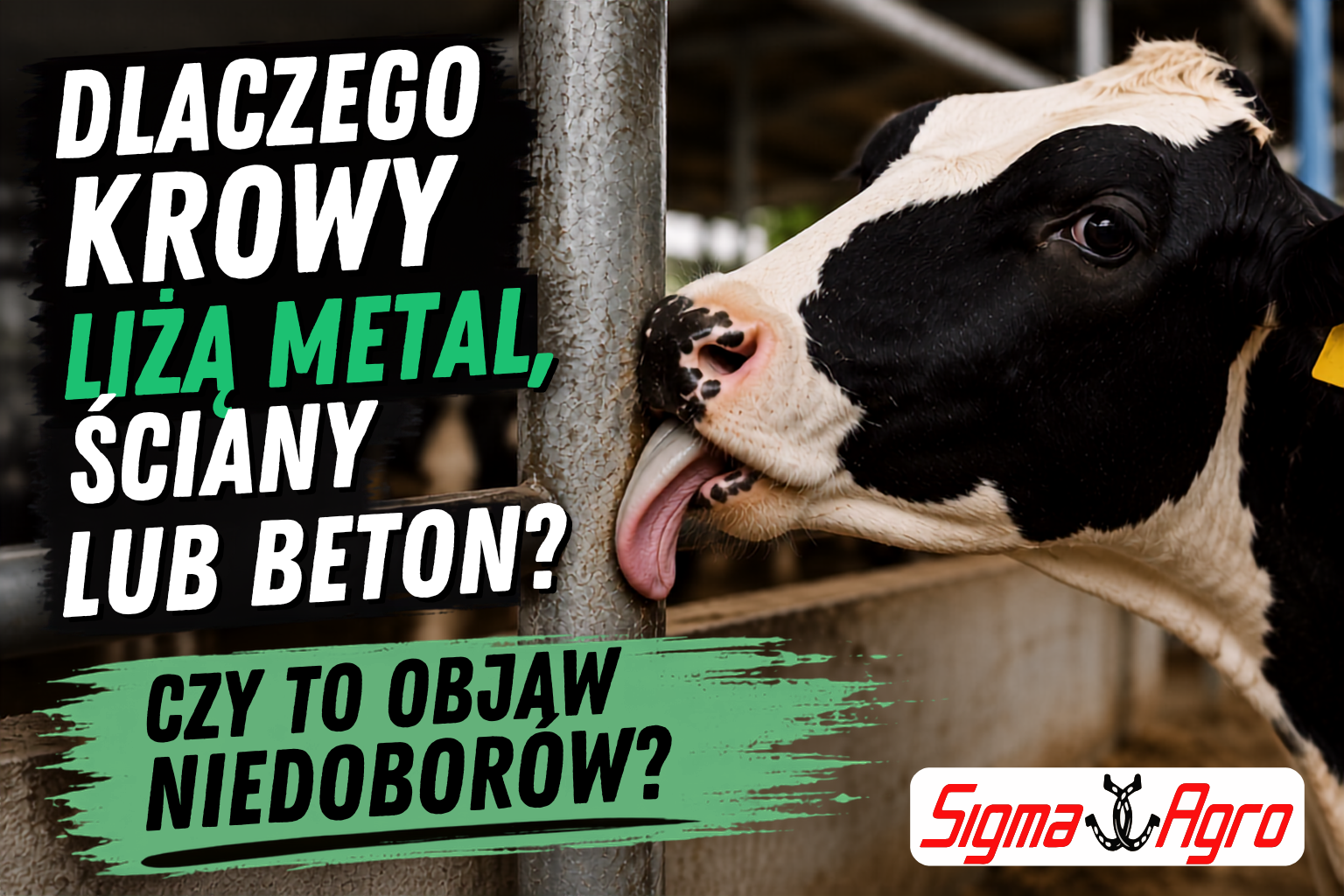 Dlaczego krowy liżą metal, ściany lub beton? Czy to objaw niedoborów?